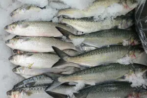 Toby's Seafood Fish